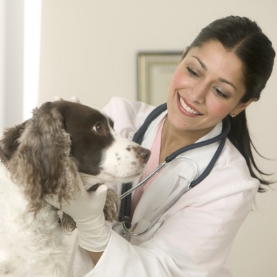 Как не ошибиться в выборе ветеринарной клиники