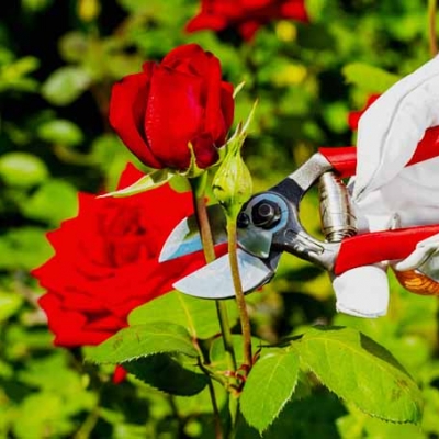 От чего страдают розы: какие болезни и вредители осложняют уход за цветами?
