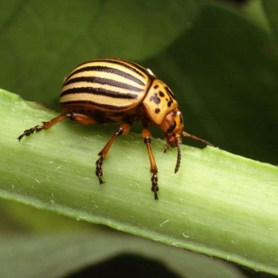 Как избавиться от колорадского жука, 6 проверенных способов