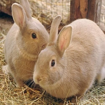 10 причин завести в частном доме кроликов