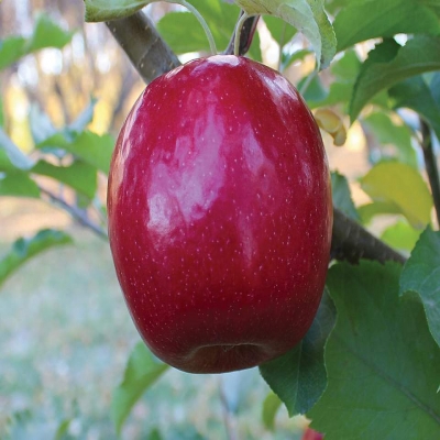 Как сохранить урожай яблок. 7 правил безопасного хранения
