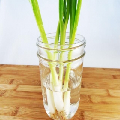 3 способа вырастить зеленый лук в домашних условиях