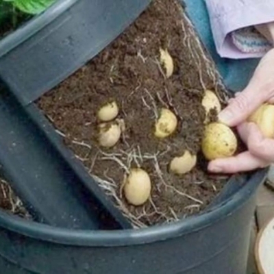 Картофель в мешках – урожайный способ выращивания клубней