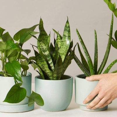 А вы знаете какие комнатные растения приносят в дом радость?