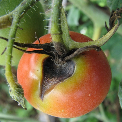 Вершинная гниль томатов: от причин до профилактики проблемы