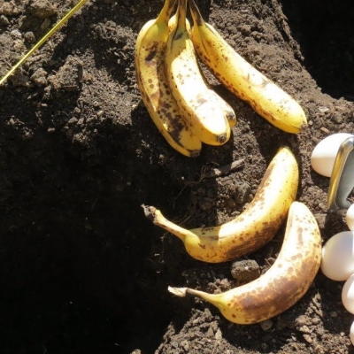 Как вырастить домашний банан?