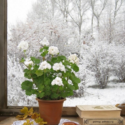 Как правильно ухаживать за комнатными растениями зимой