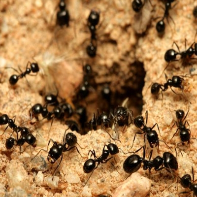 Как избавиться в доме от: мух, муравьев, моли, пауков и мышей