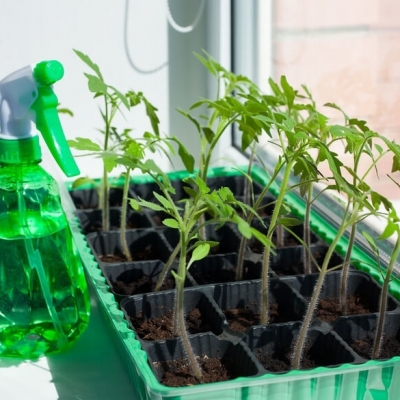 Шпаргалки для выращивания рассады: выбор контейнера, питание и другие полезные детали