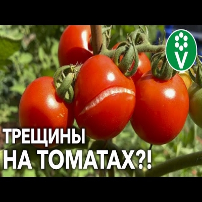 Не потеряйте урожай из-за ошибок в агротехнике! Вот как не допустить растрескивания томатов!
