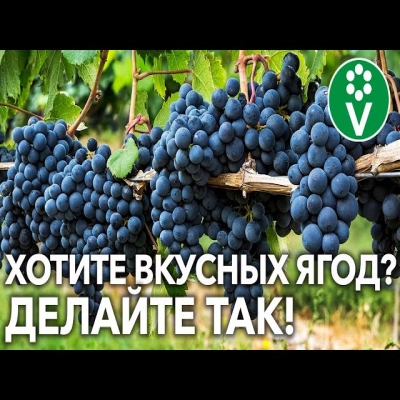 Грозди будут крупнее и быстрее созреют! Зеленые операции на винограде в начале августа