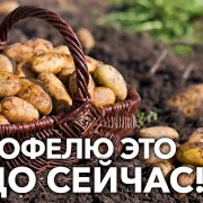 Урожай картофеля будет больше, если сделаете так в августе! Всё об уходе за картофелем в конце лета!