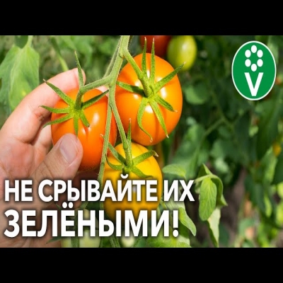 Уверены, что собираете плоды томатов правильно?! Стадии спелости и лучшие способы дозаривания