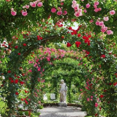 Розы и их использование в оформлении сада
