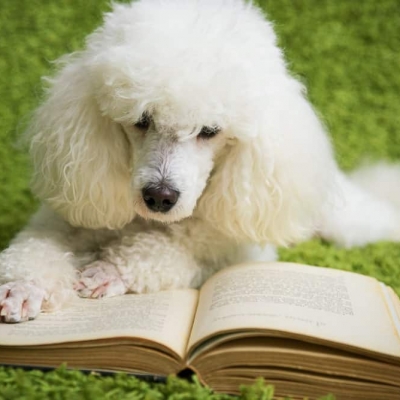 Породистый, верный или лохматый? Книги с псом на обложке