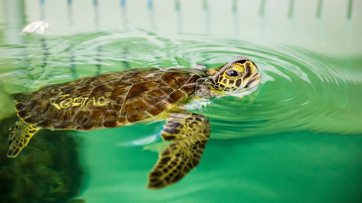 5 способов сэкономить воду летом