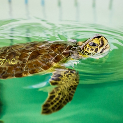 5 способов сэкономить воду летом