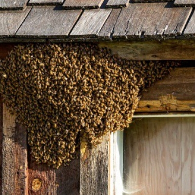 Избавление от диких пчел - действенные методы