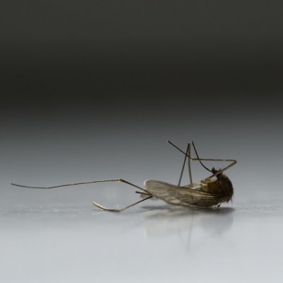 Естественные способы отпугнуть комаров