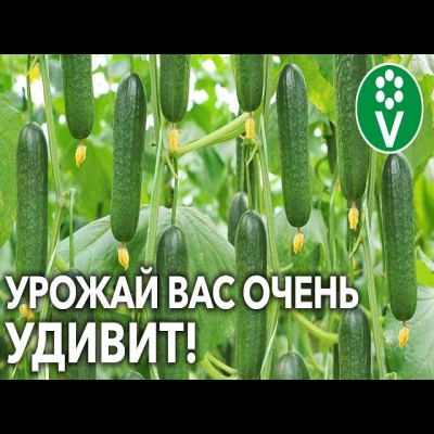 Подкормите огурцы так прямо сейчас! Всё о подкормках огурцов во время плодоношения!