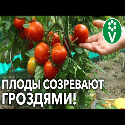 Вот как надо «кормить» томаты для быстрого налива кистей и крупных плодов!