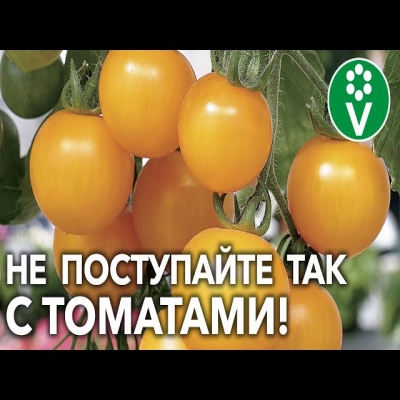 Не потеряйте половину урожая помидор из-за этих ошибок!