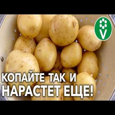 Нескончаемый урожай картофеля без мелких клубней