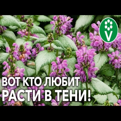 Лучшие теневыносливые растения для влажных почв! Создайте тенистый уголок для летнего отдыха с Procv