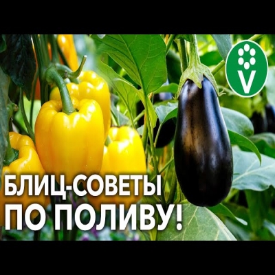 Поливайте перцы и баклажаны только так! Актуальные рекомендации для большого урожая!