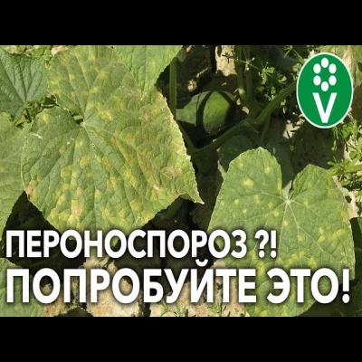 как не допустить появления пероноспороза на огурцах?!