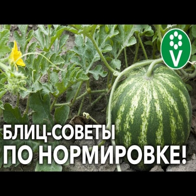 Как и зачем формировать арбузы, дыни, тыквы?! Для особо крупных, сладких плодов!