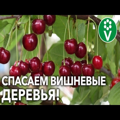 Большой урожай каждый год! Защитите вишни сейчас от трех главных напастей!