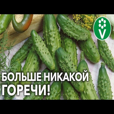 Все огурцы и кабачки растут сладкие, если делать так! Устраняем горечь агротехническими методами!