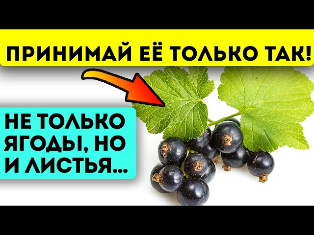 Как её ещё не запретили? Что творит смородина с сердцем, сосудами, зрением, желудком, кожей...