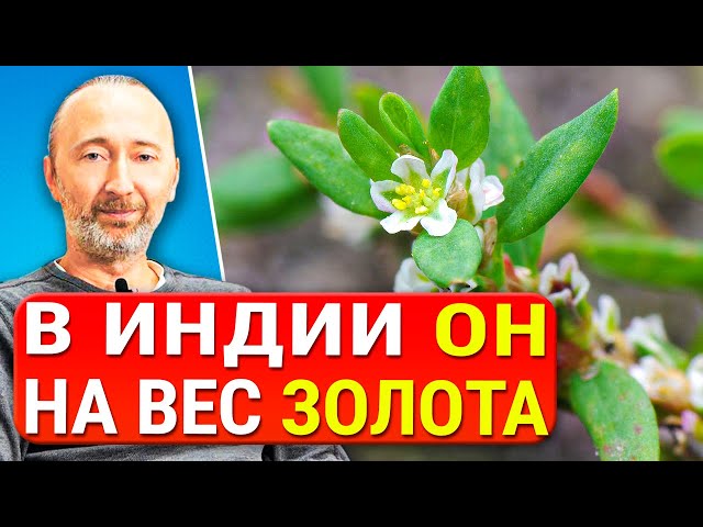 Он растворяет камни в почках и печени. Лечит суставы, связки, сосуды, циститы, легкие, туберкулёз!