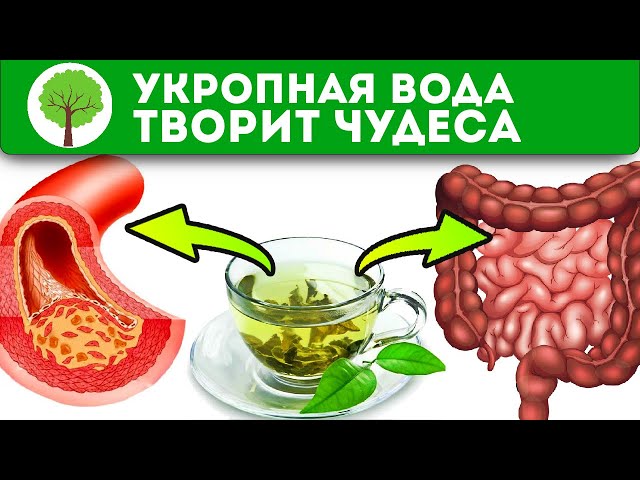 Пара ложек - эффект бомба! Укропная вода избавила от запоров, бессонницы, бляшек и даже...