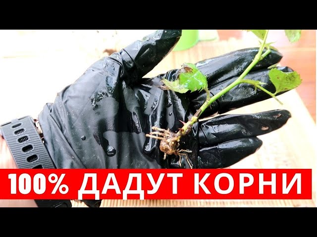 100% укоренение роз, получается даже у новичков