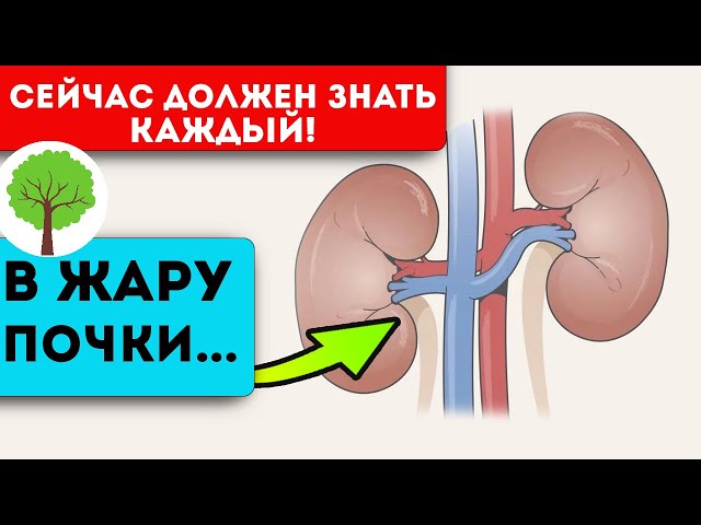 Отеки, высокое давление и даже... Вот что нужно есть и пить, чтобы почки не отказали в жару