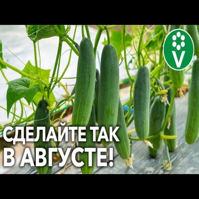 Желтеют листья на огурцах?! Сделайте так сейчас и продлите плодоношение до осени!