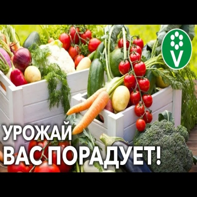 Это нужно вашему огороду в августе для богатого урожая овощей и зелени!