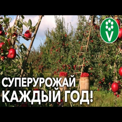 Всего две подкормки сада в августе - и урожай будет некуда девать!