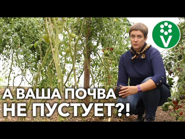 Что посеять после томатов на грядке или в теплице?!