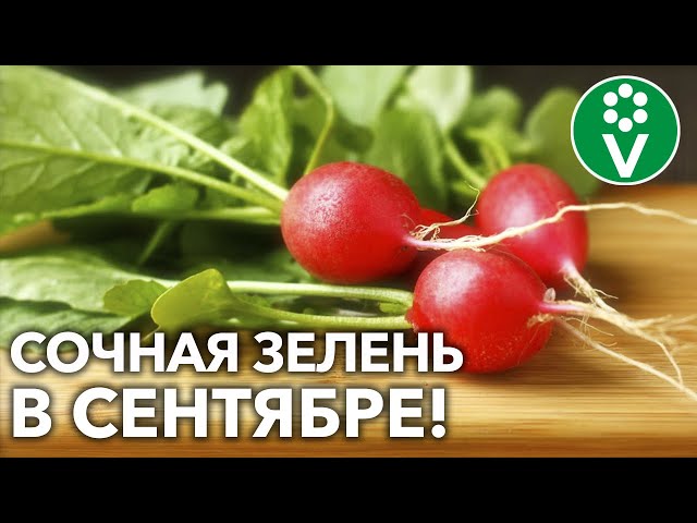 Вот что успеете вырастить в сентябре! Редис, шпинат и много чего ещё!