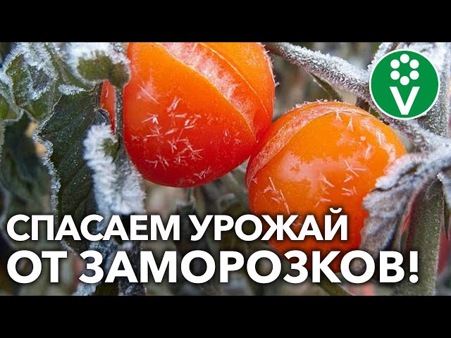 Как защитить огород от первых заморозков?! Сделайте так как можно быстрее!