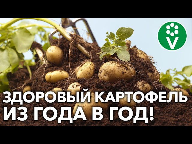 Картофель после картофеля сажать можно! Если подготовите почву так!