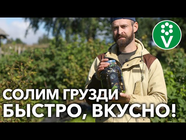 Хрустящие грибочки на зиму! Соленые грузди готовим только так!