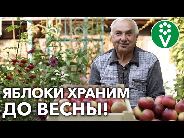 Яблоки и груши сохранятся всю зиму! Сочные плоды, как только что с дерева!