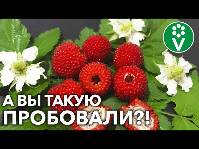 Малина розолистная – растет без хлопот, идеальна для варенья!