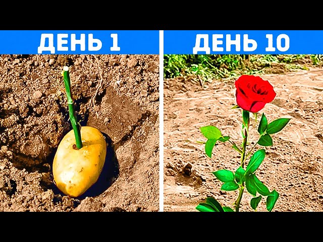 Потрясающие лайфхаки для выращивания растений