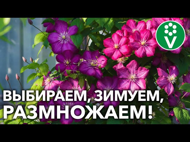 Клематисы легко перезимуют, если подготовите их так! А заодно и размножите